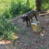 سگ نژاد دار