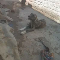 سگ افغان
