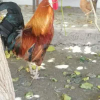 سوسنگرد