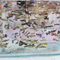 ماهی گوپی  وکت پوزه بوته ای نر