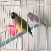 فنچ