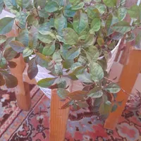 گل وگلدون|گل و گیاه طبیعی|شیروان (خراسان), |دیوار
