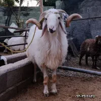 چاقو ... قصاب