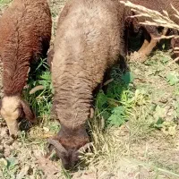 بره قوچی ترکمنی