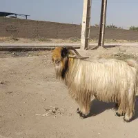 نربز