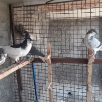 کبوتر