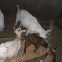 نربز مورسیا و سانن