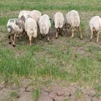 میش‌داشتی‌جوان