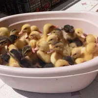 اردک و جوجه محلی  شارژ شد