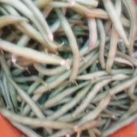 لوبیا