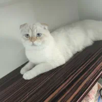 گربه نر جهت جفتگیری فقط