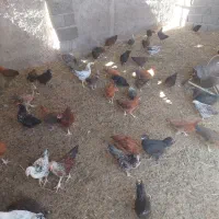 جوجه مرغ و خروس محلی