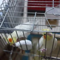 فروش جفت عروس هلندی مولد + جوجه نر سخنگو
