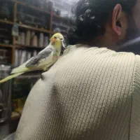 گمشده عروس هلندی