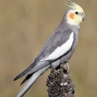 عروس هلندی نر