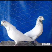 کفتر پرشی گرو بشرط . یک بوم