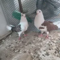 دو تا جوجه پشتار