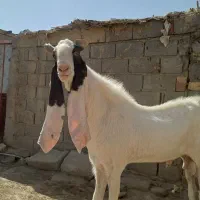 بز گلابی