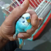 دوتا مرغ عشق