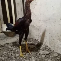لاری اصیل