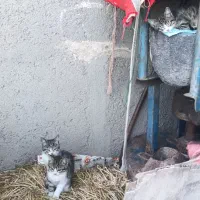 واگذاری گربه رایگان
