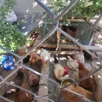 مرغ وخروس