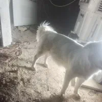 سگ کوتاه