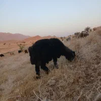 فروش قوچ و کاو قوچ