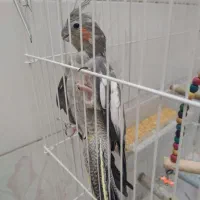 عروس هلندی