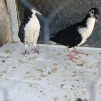 کبوتر|پرنده|مسجد سلیمان, |دیوار