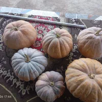کدو محلی