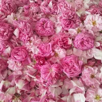 گلبرگ گل محمدی