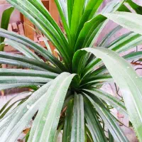 گیاه پاندانوس