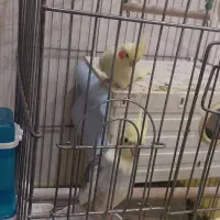 پرنده عروس هلندی