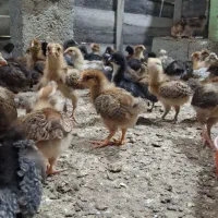 جوجه‌ ۱۸ روزه گلپایگان