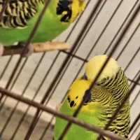 مرغ عشق  جفت فنج گلدین