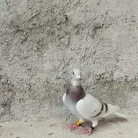 کبوتر ماده پیازی شیشه ای