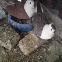 کبوترجفتی سالم ب شرط