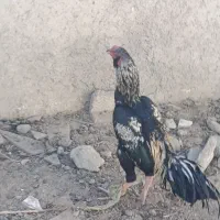 خروس گلوا (ریش)