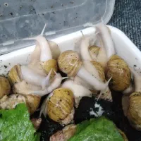 حلزون البینو مولد.