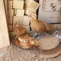 مرغ لهستانی|حیوانات مزرعه|لنجان, |دیوار