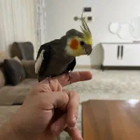 عروس هلندی نر یک ساله سخن گو معاوضه