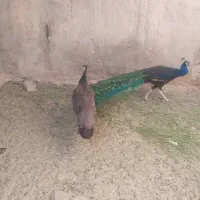 یک جفت پرنده زیبا وقشنگ