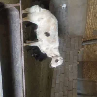 قوچ