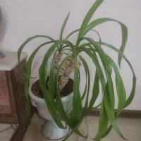 گلدان