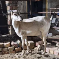 صلاله اهوی آپست نمایشی، سوران هست