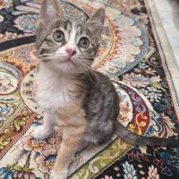 واگذاری گربه دی اس اچ
