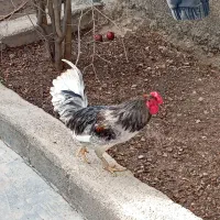 خروس