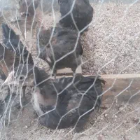 جوجه محلی اصل و لاری و محل نگهداری پرنده