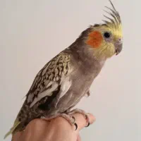 واگذاری رایگان مشکوک به PBFD